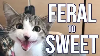 Feral Kitten Becomes a Needy Sweetie
