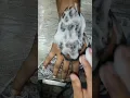 Download Lagu hand tiger tattoo #like #comments #shere #subscribe #views #tattooart #jaimahakal
