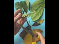 Leaf DIY Collage From Leaves