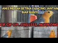 Download Lagu PANCINGAN ANIS MERAH BETINA PANCING JANTAN BIAR BUNYI