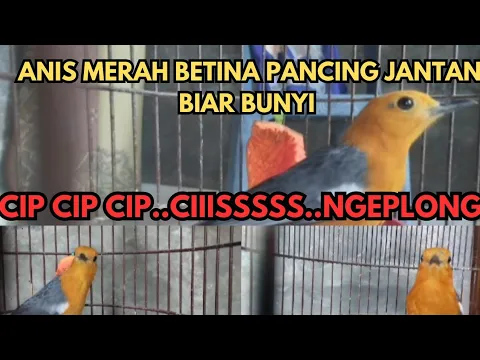 Download MP3 PANCINGAN ANIS MERAH BETINA PANCING JANTAN BIAR BUNYI