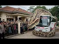 Download Lagu JAWA TIMUR VIRAL!! ULAR PITON RAKSASA MELILIT HANCURKAN SEBUAH BUS MEMBUAT GEGER WARGA