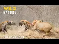 Download Lagu LIONS VS HYENAS | Clash of Predators in the Savannah | Animal documentary
