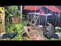 Download Lagu hari ke 4 hidup di hutan berburu ayam hutan cantik dan tidur nyenyak di iringi hujan saat dini hari