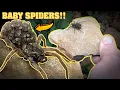 Moving a wolf spider with 50 babies