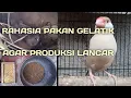 Download Lagu Rahasia pakan gelatik belong agar produksi lancar