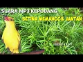 Download Lagu MP3 suara rame BURUNG KEPODANG BETINA MEMANGGIL JANTAN bersautan