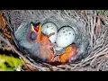 Download Lagu Saving Baby Birds