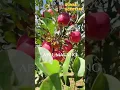 Download Lagu Begini Apel Merah Malang VS Luar Negeri, Sama Aja