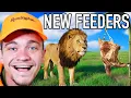 I Hunted Diamond Lions with the New Feeders