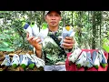Download Lagu BERPETUALANG MEMIKAT BURUNG CUCAK IJO POIN MELIMPAH DI SPOT TAK TERDUGA