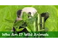 Can You Guess Which Wild Animals are Hiding