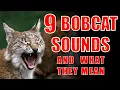 Download Lagu 9 Bobcat Sounds Explained: Understand Their Chirps and Screams