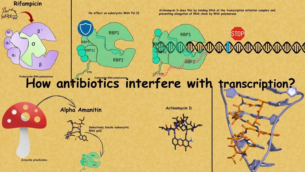 How antibiotics can interfere in Transcription?