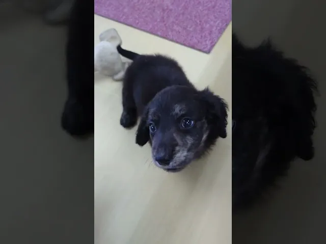 動画