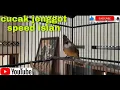 Download Lagu Cucak jenggot isian full materi 3 shap