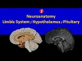 Neuroanatomy Limbic System Hypothalamus and Pituitary Axis