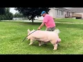 Shipley Swine Genetics Yorkshire boar Frosty