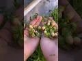 Download Lagu pick flowers put in plate water at it also blooming #portulaca