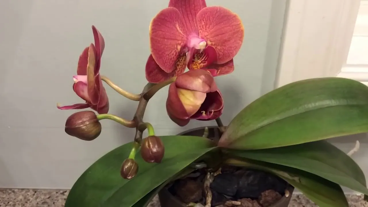 APRENDA CUIDAR DE ORQUÍDEAS DENTRO DE CASA