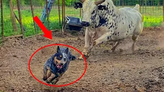 Don’t Tell Anyone Farm Animals Are Even More DRAMATIC! 🤫🤣 Funny Animal Videos