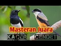 Download Lagu Masteran Juara Cendet vs Kacer