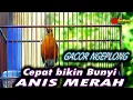 Lagu ANIS MERAH GACOR PASTI BIKIN ANIS MERAH LAIN IKUT BUNYI  #pancingananismerah