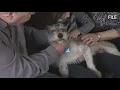 Hartford city leaders propose limit on household pets