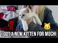 meet mochi s girlfriend - YUKI new kitten vlog