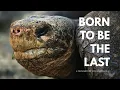Download Lagu Lonesome George: Born To Be The Last