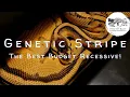 The Best Recessive Project For a New Ball Python Breeder Genetic Stripe State of the Morph 2023
