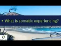 What does Somatic even mean