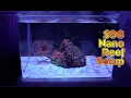 Download Lagu Bare Bones Nano Reef Setup for only $96