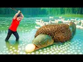 Download Lagu Harvesting 100kg of Duck Eggs in the Pond to Sell at Market, Cook Fried Eggs \u0026 Egg Soup for Family