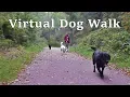 Lagu Dog TV Videos ~ TV for Dogs : Calming Dog Walking TV - Virtual Woodland Walk