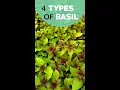 Download Lagu 4 Types of Basil you should know about