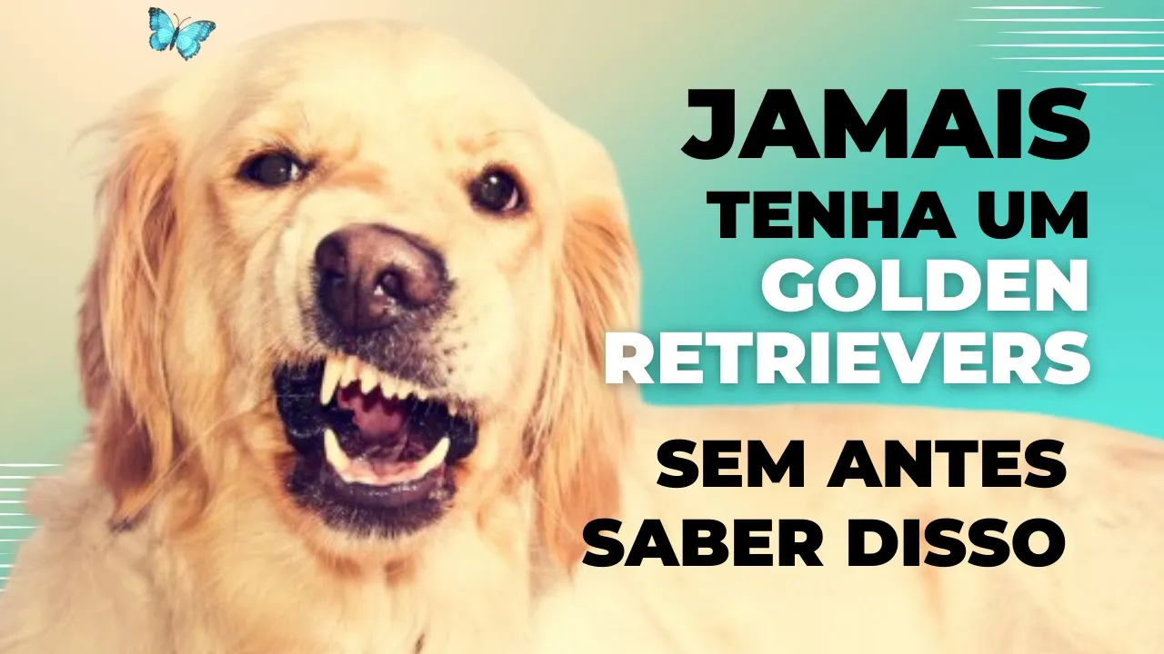 Os Segredos Fascinantes dos Golden Retrievers: Descubra Tudo Sobre a Raça Mais Amada!