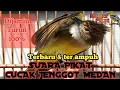 Download Lagu 🔴SUARA PIKAT CUCAK JENGGOT MEDAN PALING AMPUH DI HUTAN