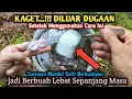 Lagu Cara Membuahkan dan Melebatkan Tanaman Mandul Jadi Berbuah Lebat !!