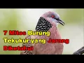 Download Lagu 7 Mitos Burung Tekukur yang Jarang Diketahui