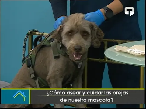 ¿Cómo asear y cuidar las orejas de nuestra mascota?