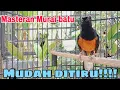 Lagu Masteran Murai Batu... Gemakkelijk te imiteren!!!