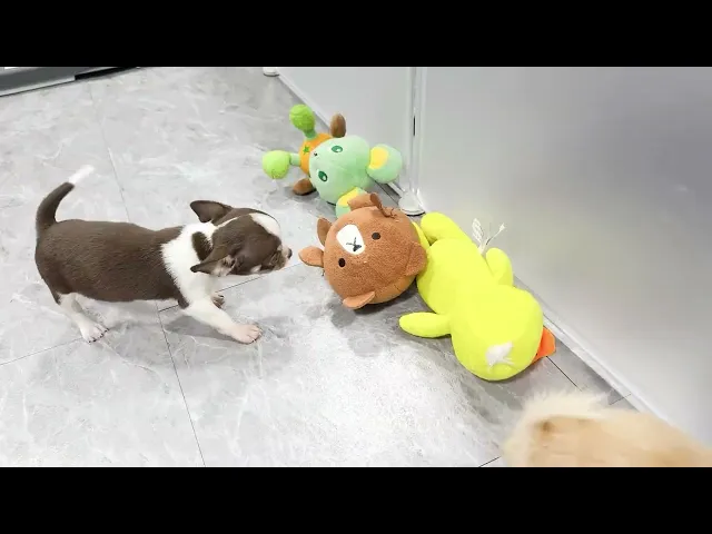 動画