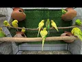 Download Lagu Chirp Happens 🐦💚 8 Jam Mangga \u0026 Chutney yang Benar-Benar Menggemaskan!