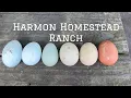 How To Breed Chickens For Beautiful Colored Eggs Marans Olive Eggers And Ameraucanas