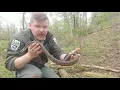 Black Rat Snakes