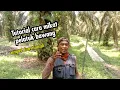 Download Lagu Cara mikat burung pelatuk bawang mudah.