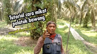 cara mikat burung pelatuk bawang mudah 