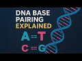 DNA Base Pairing Explained Why A Always Pairs with T C with G