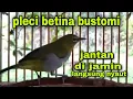 Download Lagu Pleci Betina bustomi Memanggil jantan